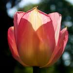 Image: First image from the photoset 'escher blummen (lxxxvi)'.