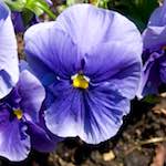 Image: Third image from the photoset 'escher blummen (lxxxvi)'.