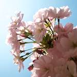 Image: Fourth image from the photoset 'escher blummen (lxxxvi)'.