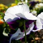 Image: Sixth image from the photoset 'escher blummen (lxxxvi)'.