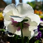 Image: Eighth image from the photoset 'escher blummen (lxxxvi)'.