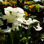 Image: Ninth image from the photoset 'escher blummen (lxxxvi)'.