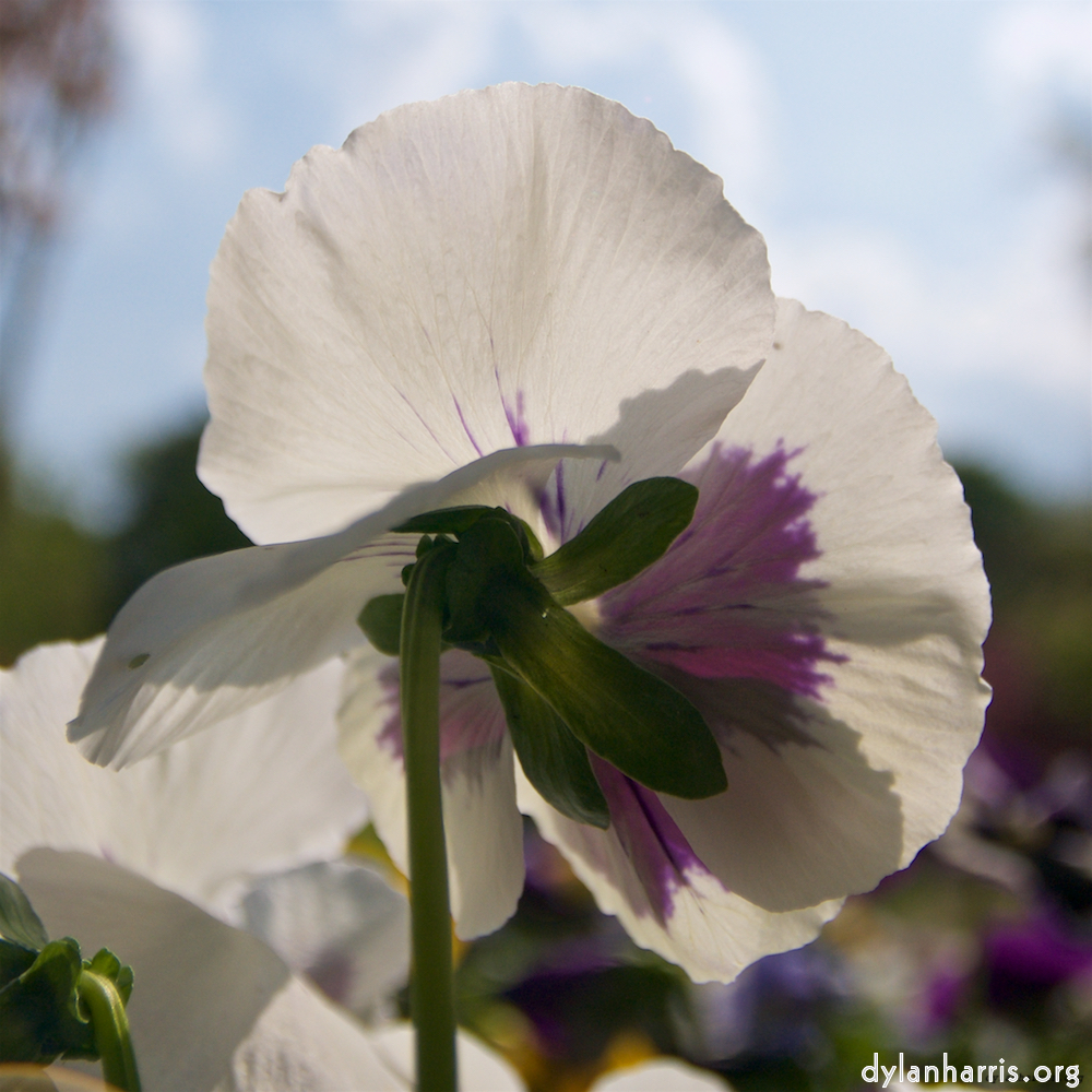 image: This is &lsquo;escher blummen (lxxxvii) 2&rsquo;.