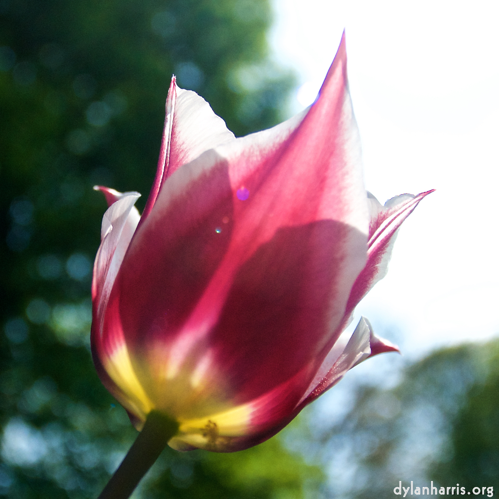 Image: Image 'escher blummen (lxxxvii) 3'.