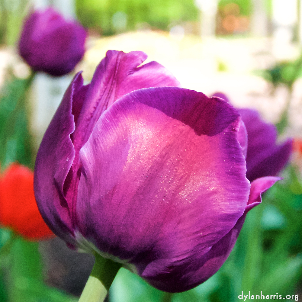 image: This is &lsquo;escher blummen (lxxxvii) 6&rsquo;.