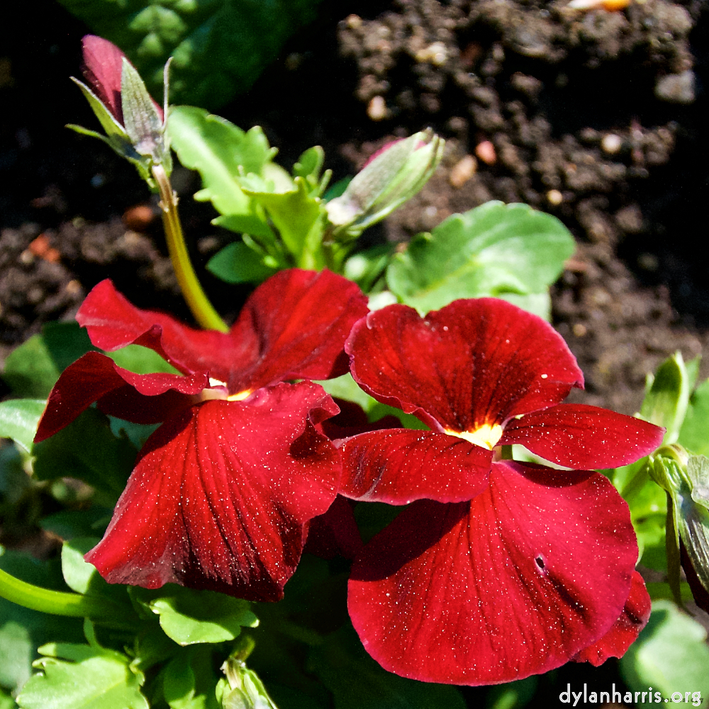 image: This is &lsquo;escher blummen (lxxxvii) 8&rsquo;.