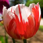 image: Image from the photoset &lsquo;escher blummen (lxxxvii)&rsquo;.