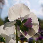 image: Image from the photoset &lsquo;escher blummen (lxxxvii)&rsquo;.