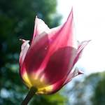 image: Image from the photoset &lsquo;escher blummen (lxxxvii)&rsquo;.