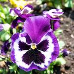 image: Image from the photoset &lsquo;escher blummen (lxxxvii)&rsquo;.