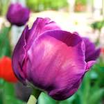 image: Image from the photoset &lsquo;escher blummen (lxxxvii)&rsquo;.