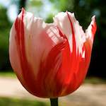 image: Image from the photoset &lsquo;escher blummen (lxxxvii)&rsquo;.