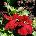 image: Image from the photoset &lsquo;escher blummen (lxxxvii)&rsquo;.