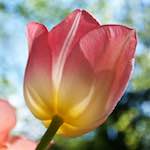 image: Image from the photoset &lsquo;escher blummen (lxxxvii)&rsquo;.