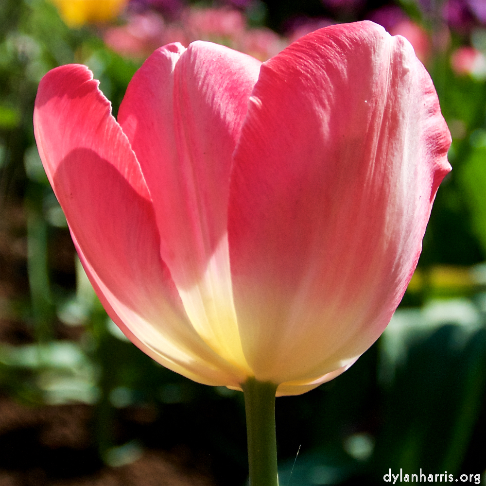 image: This is &lsquo;escher blummen (lxxxviii) 1&rsquo;.