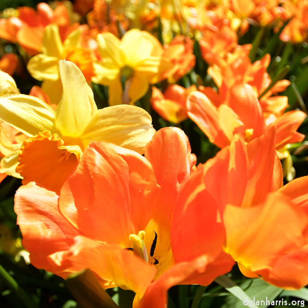 Image: Image 'escher blummen (lxxxviii) 2'.