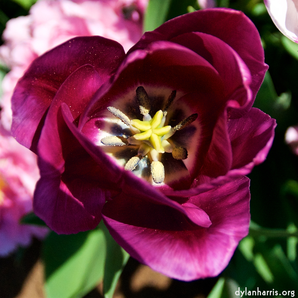 Image: Image 'escher blummen (lxxxviii) 3'.