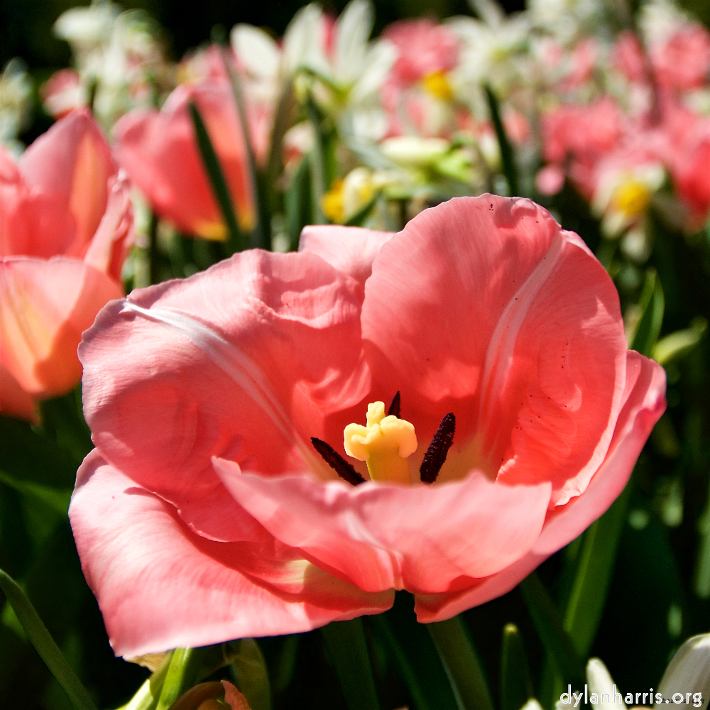 image: This is &lsquo;escher blummen (lxxxviii) 4&rsquo;.