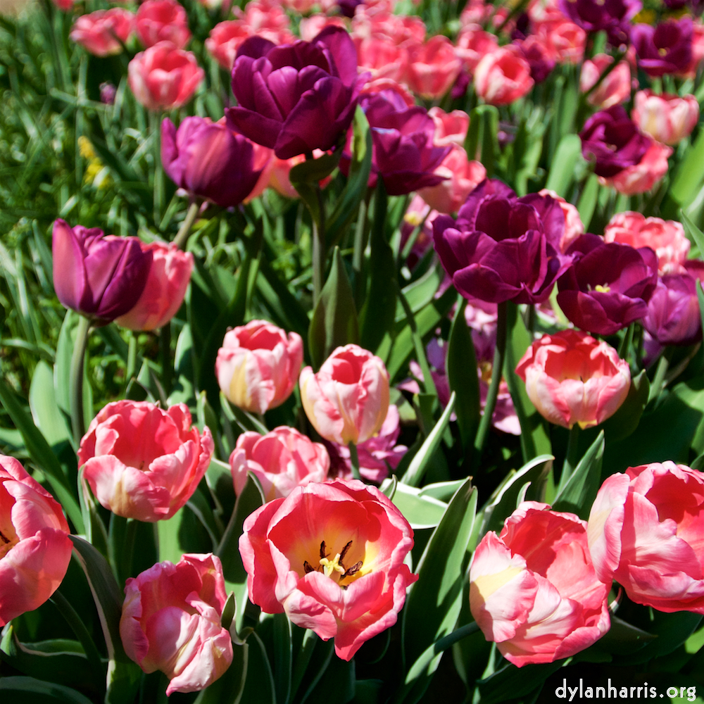 Image: Image 'escher blummen (lxxxviii) 7'.