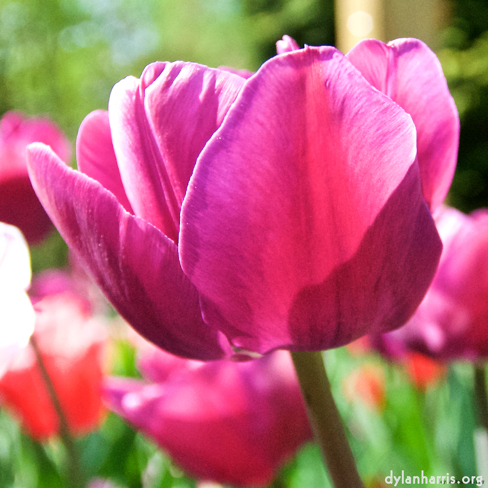 image: This is &lsquo;escher blummen (lxxxviii) 8&rsquo;.