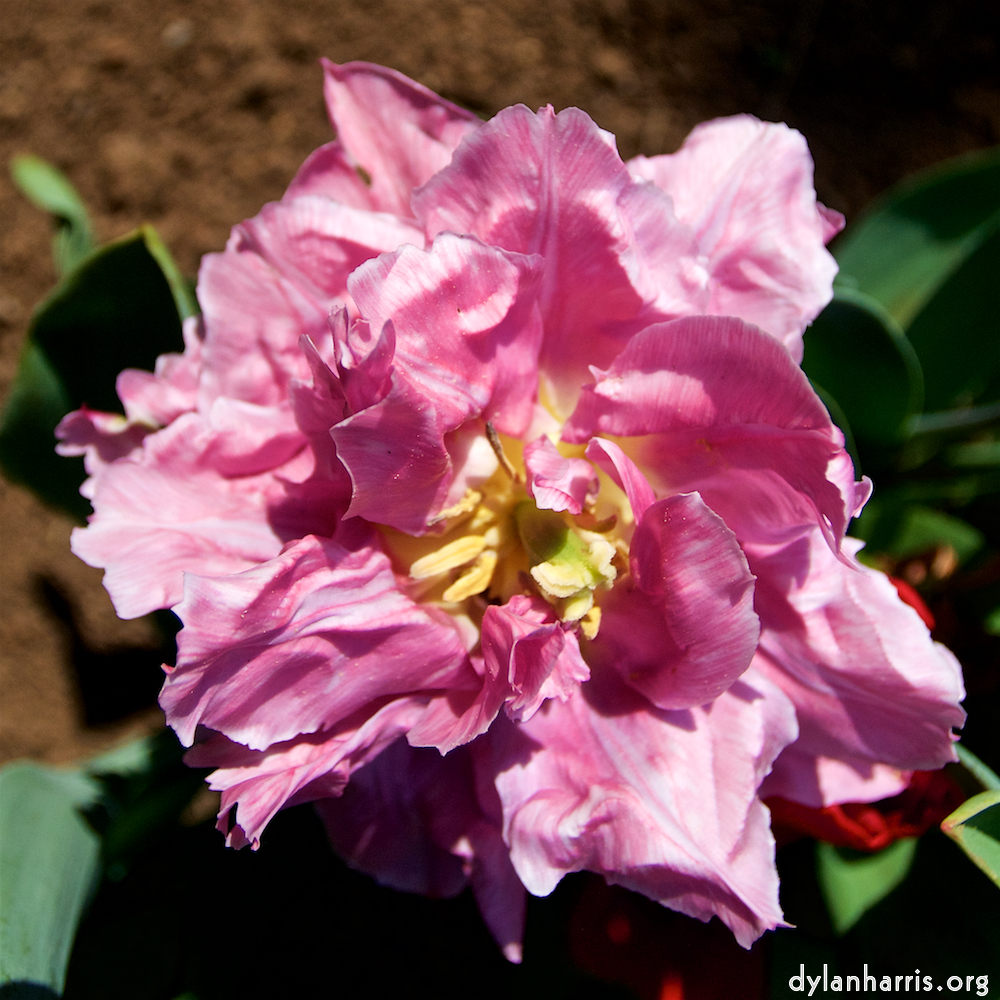 Image: Image 'escher blummen (lxxxviii) 9'.