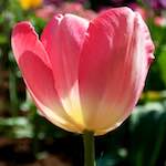 image: Image from the photoset &lsquo;escher blummen (lxxxviii)&rsquo;.