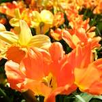 image: Image from the photoset &lsquo;escher blummen (lxxxviii)&rsquo;.