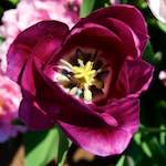 image: Image from the photoset &lsquo;escher blummen (lxxxviii)&rsquo;.