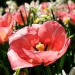 image: Image from the photoset &lsquo;escher blummen (lxxxviii)&rsquo;.