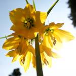 image: Image from the photoset &lsquo;escher blummen (lxxxviii)&rsquo;.