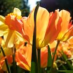 image: Image from the photoset &lsquo;escher blummen (lxxxviii)&rsquo;.