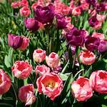 image: Image from the photoset &lsquo;escher blummen (lxxxviii)&rsquo;.