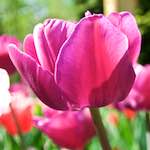 image: Image from the photoset &lsquo;escher blummen (lxxxviii)&rsquo;.