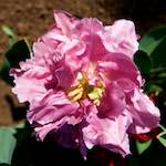 image: Image from the photoset &lsquo;escher blummen (lxxxviii)&rsquo;.