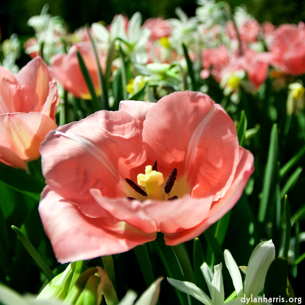 image: This is &lsquo;escher blummen (lxxxix) 1&rsquo;.