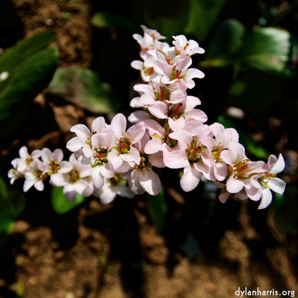 image: This is &lsquo;escher blummen (lxxxix) 2&rsquo;.