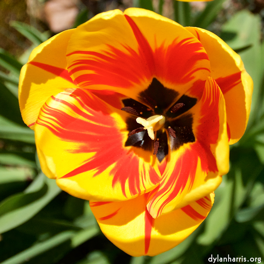 image: This is &lsquo;escher blummen (lxxxix) 3&rsquo;.