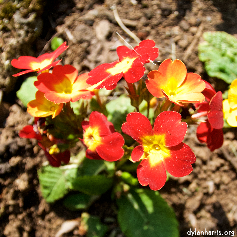 image: This is &lsquo;escher blummen (lxxxix) 4&rsquo;.