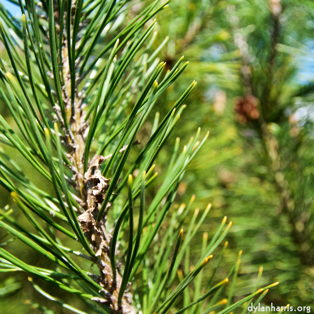 image: This is &lsquo;escher blummen (lxxxix) 5&rsquo;.