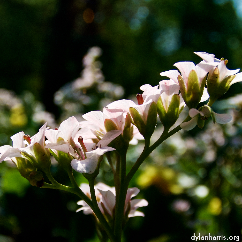 image: This is &lsquo;escher blummen (lxxxix) 7&rsquo;.