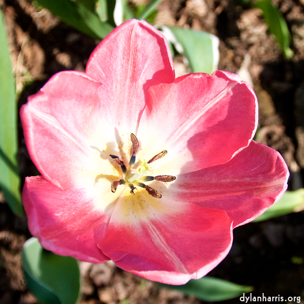 Image: Image 'escher blummen (lxxxix) 8'.