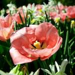 image: Image from the photoset &lsquo;escher blummen (lxxxix)&rsquo;.