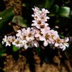 image: Image from the photoset &lsquo;escher blummen (lxxxix)&rsquo;.