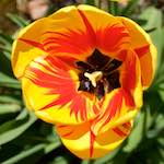 image: Image from the photoset &lsquo;escher blummen (lxxxix)&rsquo;.