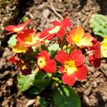 image: Image from the photoset &lsquo;escher blummen (lxxxix)&rsquo;.