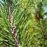 image: Image from the photoset &lsquo;escher blummen (lxxxix)&rsquo;.