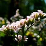 image: Image from the photoset &lsquo;escher blummen (lxxxix)&rsquo;.