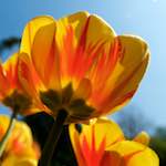 image: Image from the photoset &lsquo;escher blummen (lxxxix)&rsquo;.