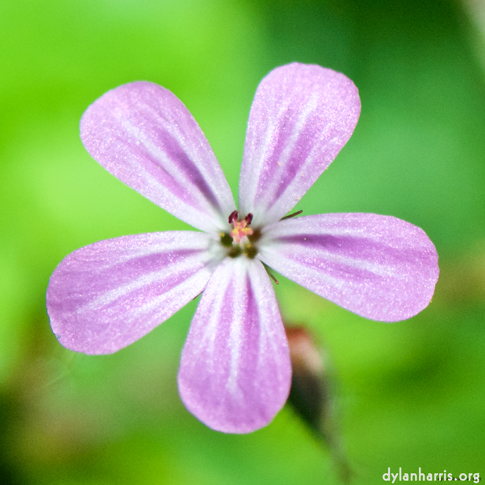 image: This is &lsquo;flower (xviii) 1&rsquo;.