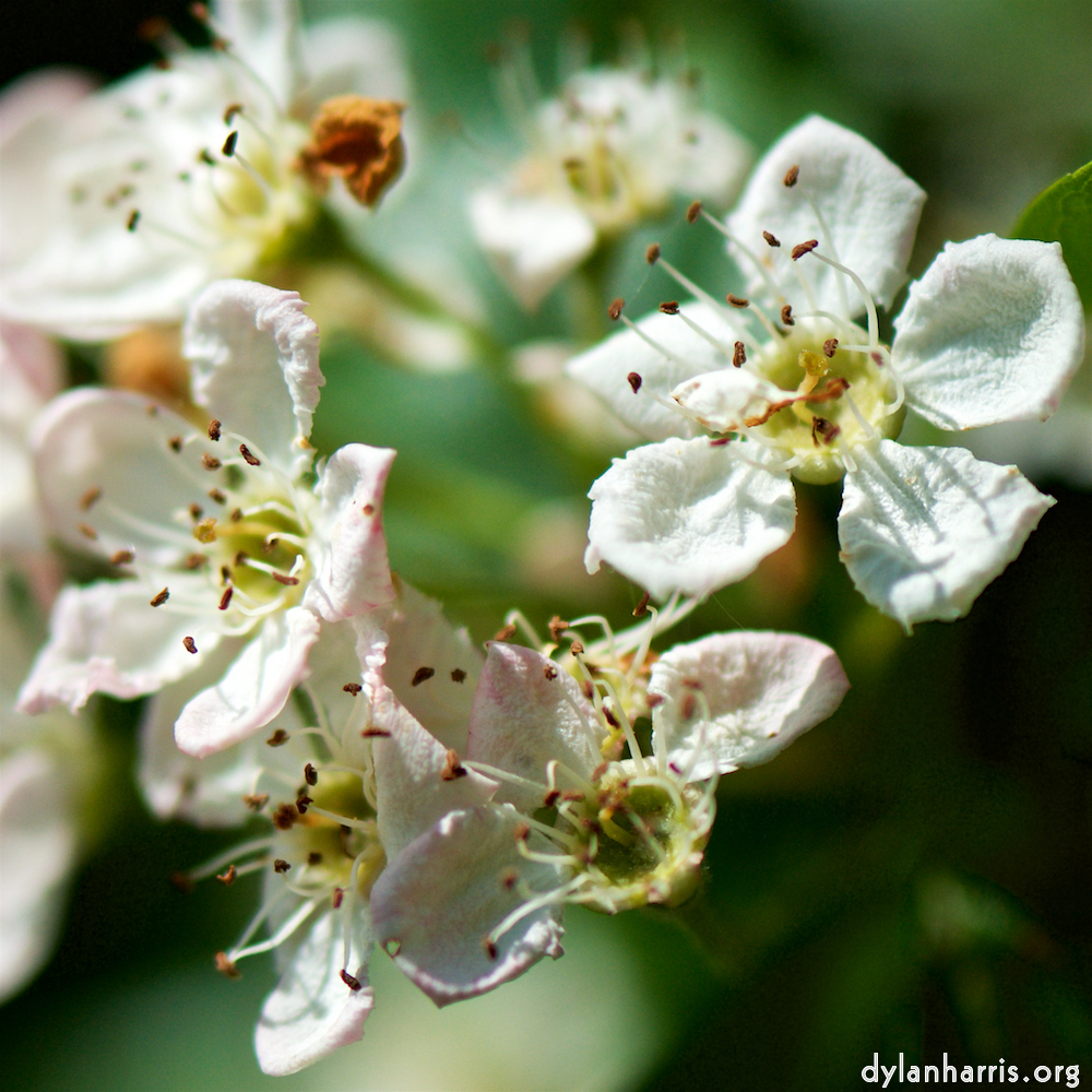 Image: Image 'flower (xviii) 2'.